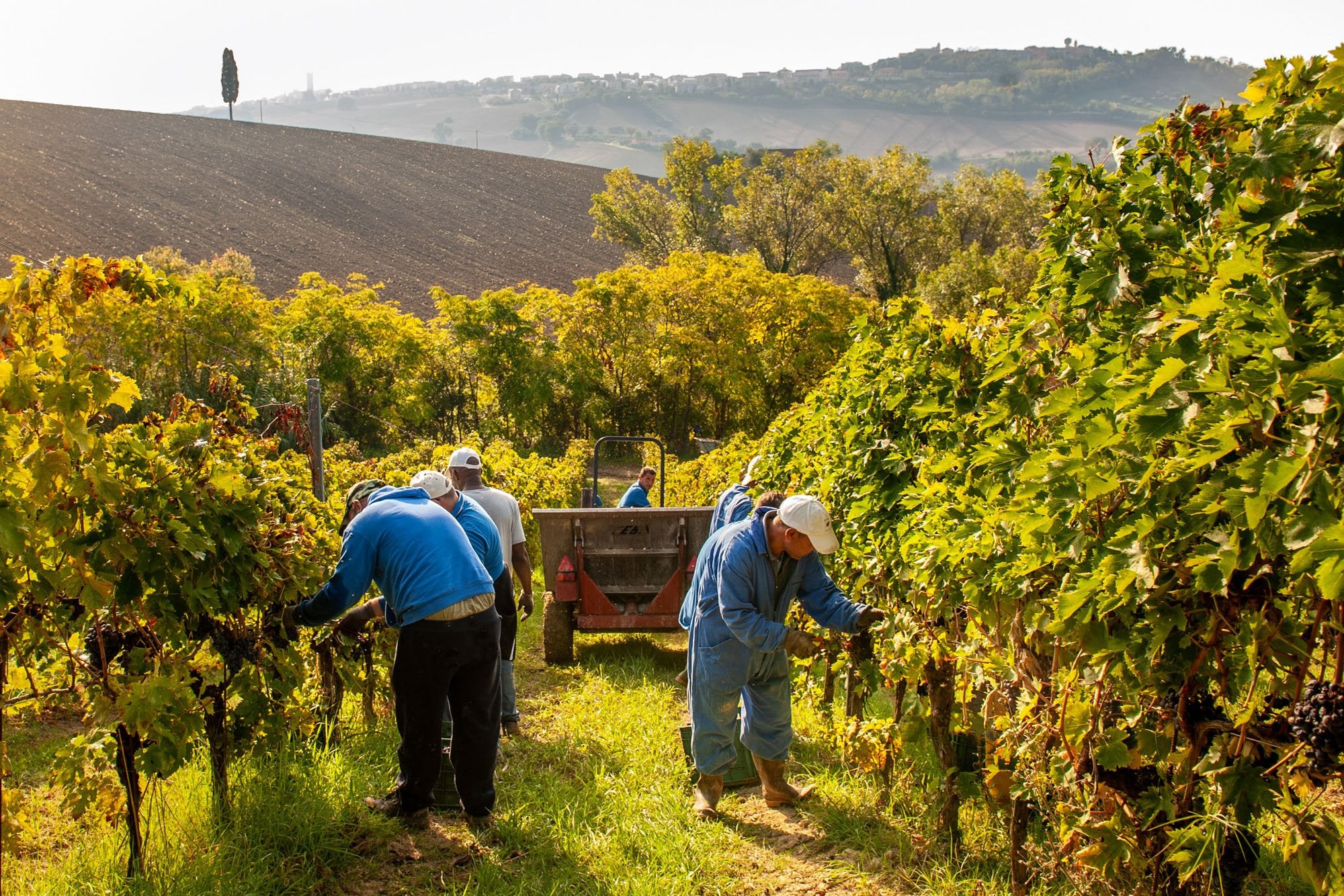 Vineyard workers during grape harvest