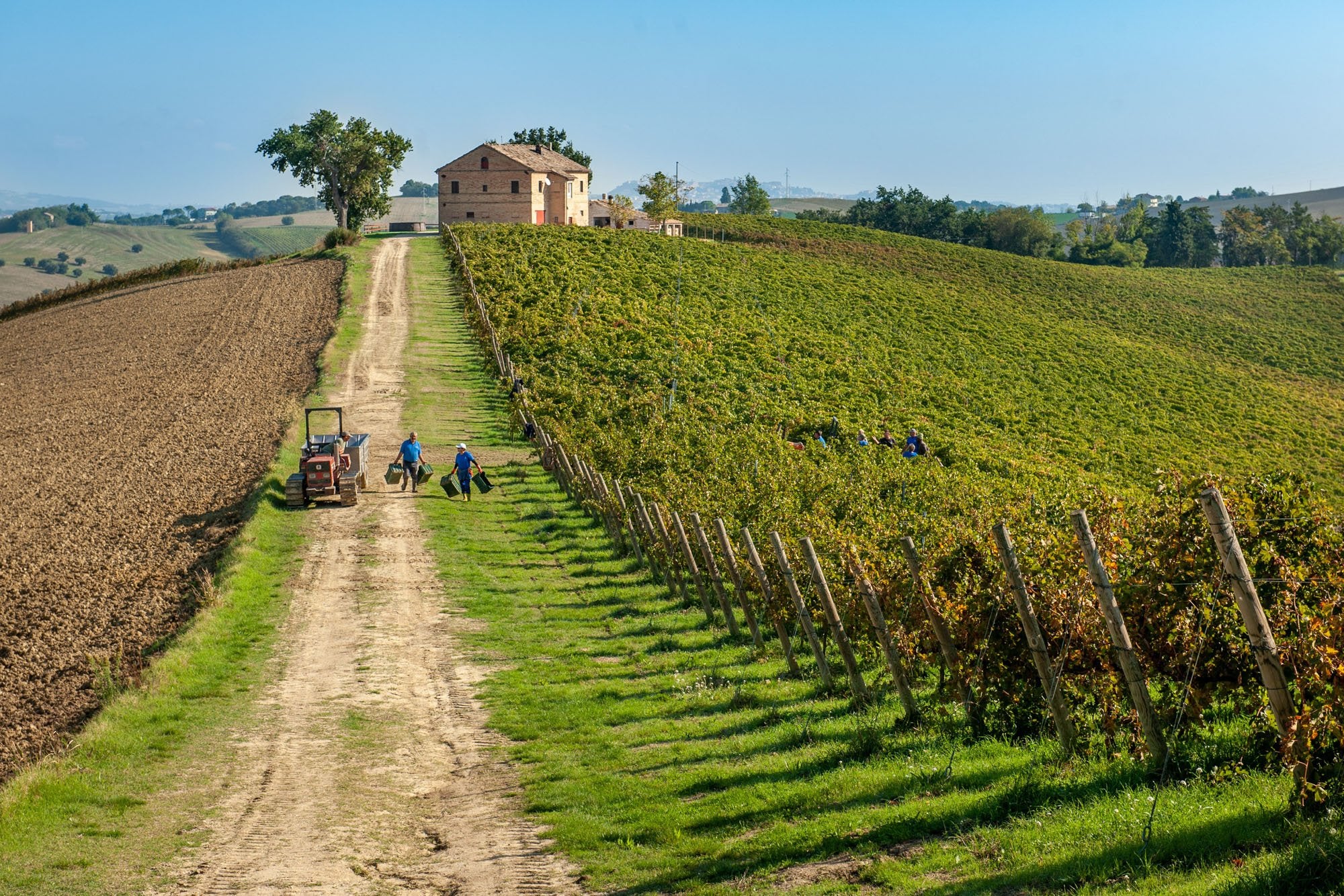 Road leading to hilltop winery in Italian vineyard