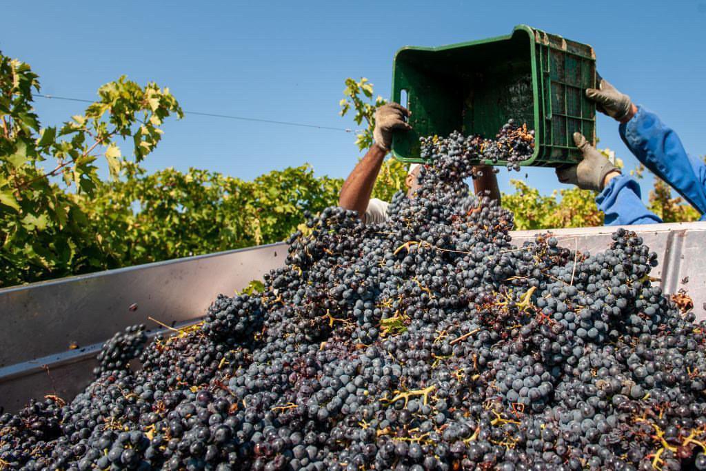 Crate of grapes being dumped into truck during harvest
