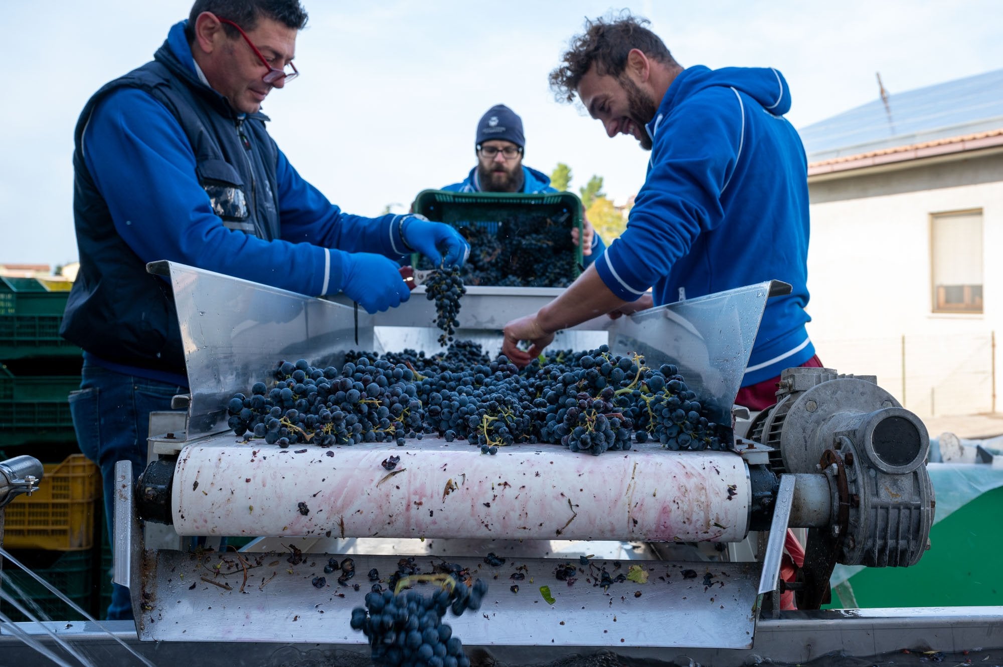 Two men sorting grapes at sorting table