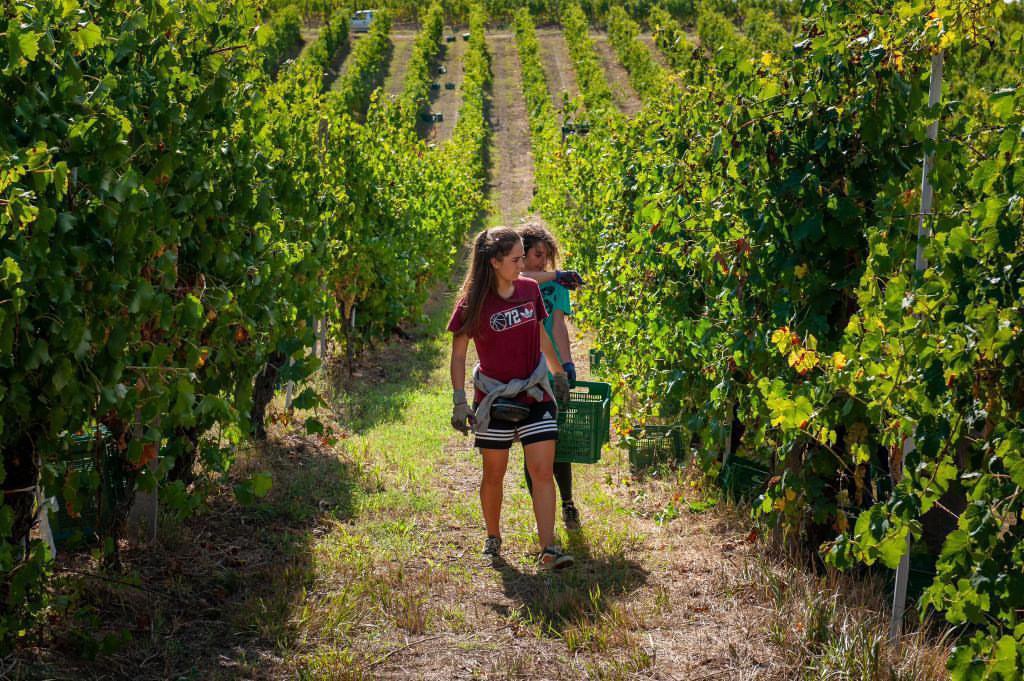 Two women walking through vineyard rows