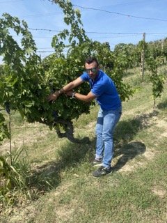 Vineyard worker holding grape cluster