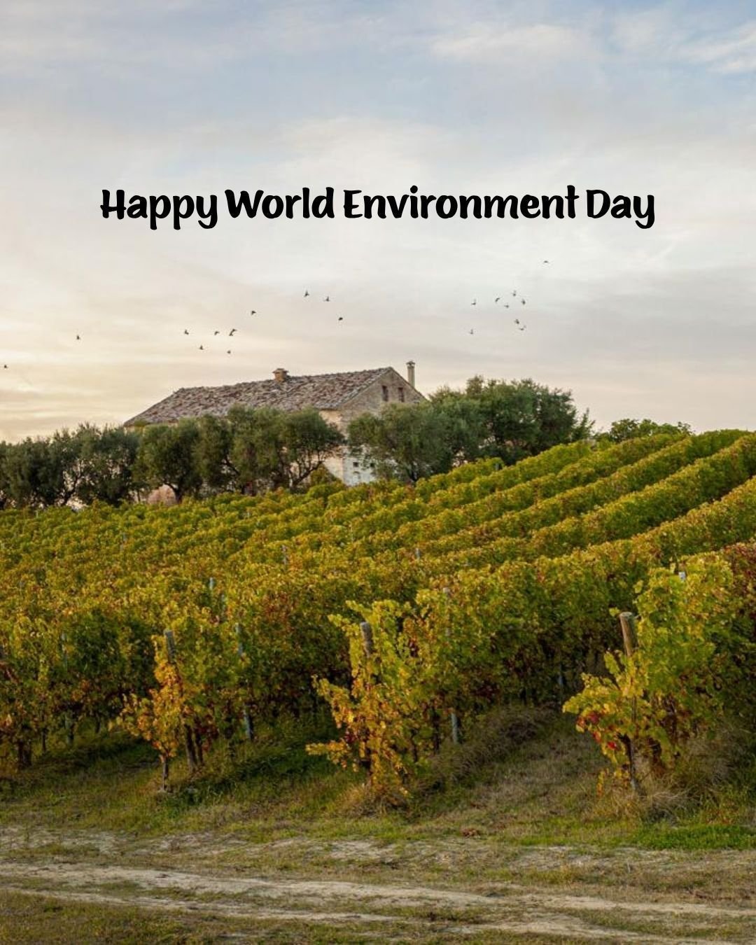 If you ask our founder, Amy Ezrin, why she created Giovese Family Wines...